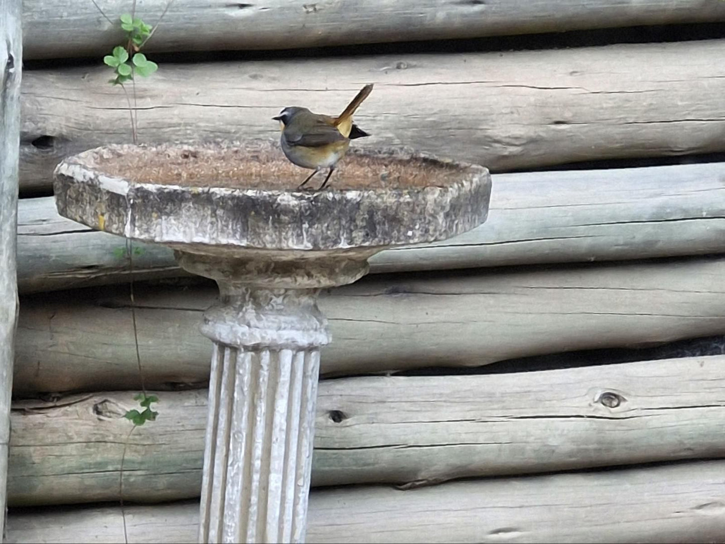 9 Stoney Way Cottage, Tit, Bird, Animal