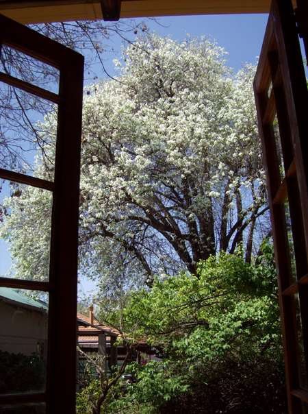 92 On Sixth Melville Melville Johannesburg Gauteng South Africa Blossom, Plant, Nature, Framing