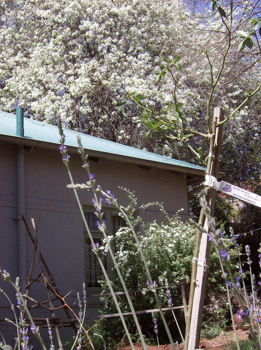 92 On Sixth Melville Melville Johannesburg Gauteng South Africa Blossom, Plant, Nature, Garden