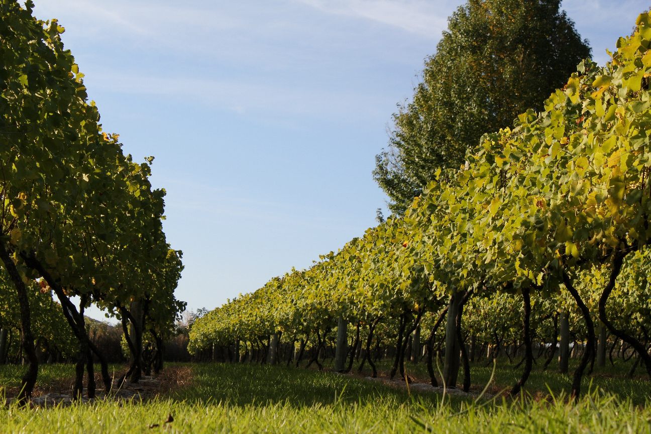  Abingdon Wine estate