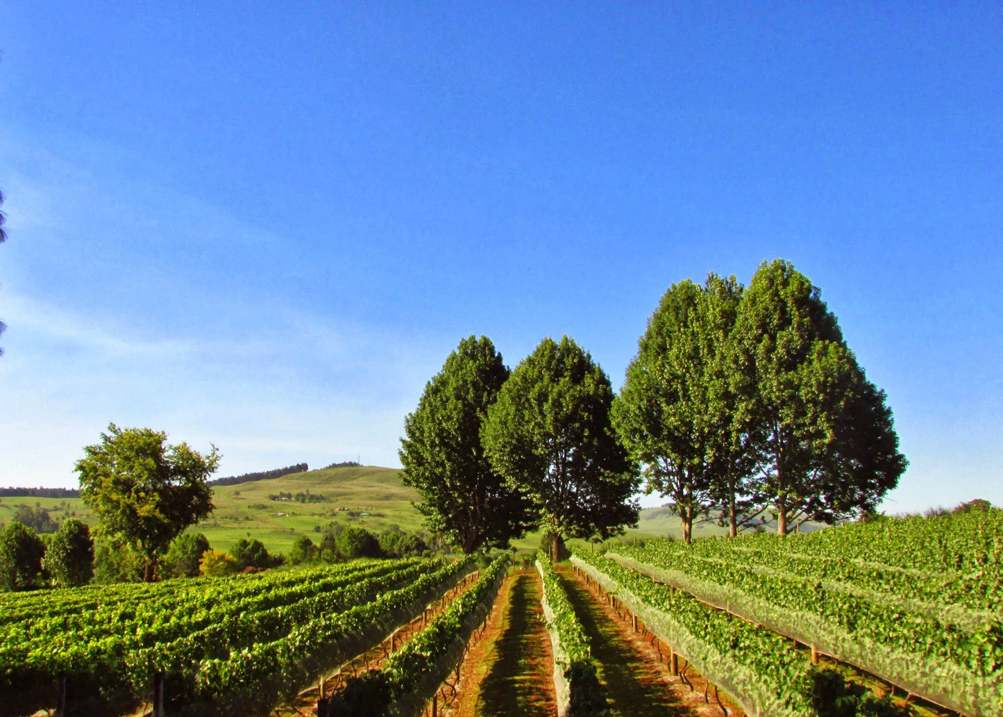  Abingdon Wine estate