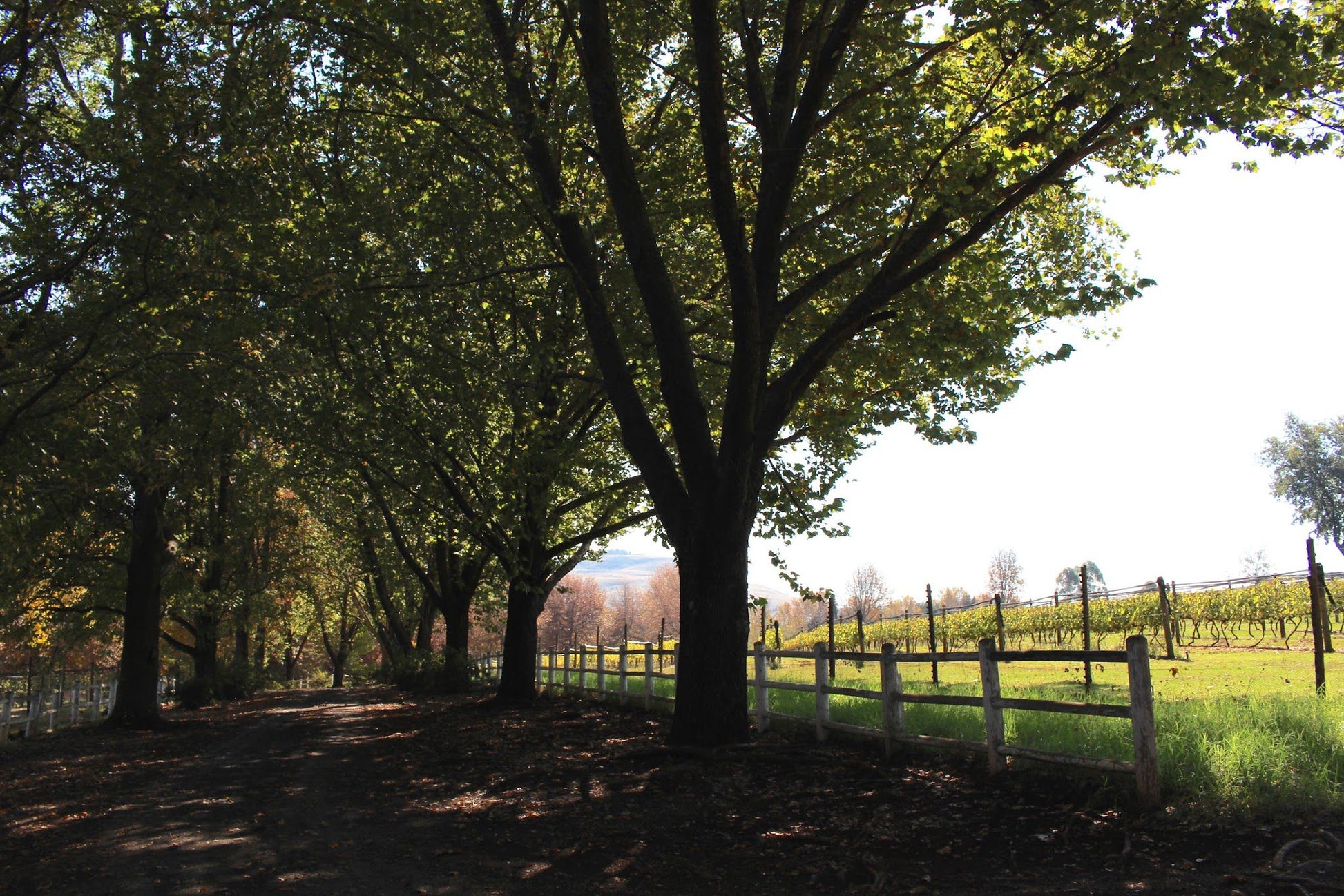  Abingdon Wine estate