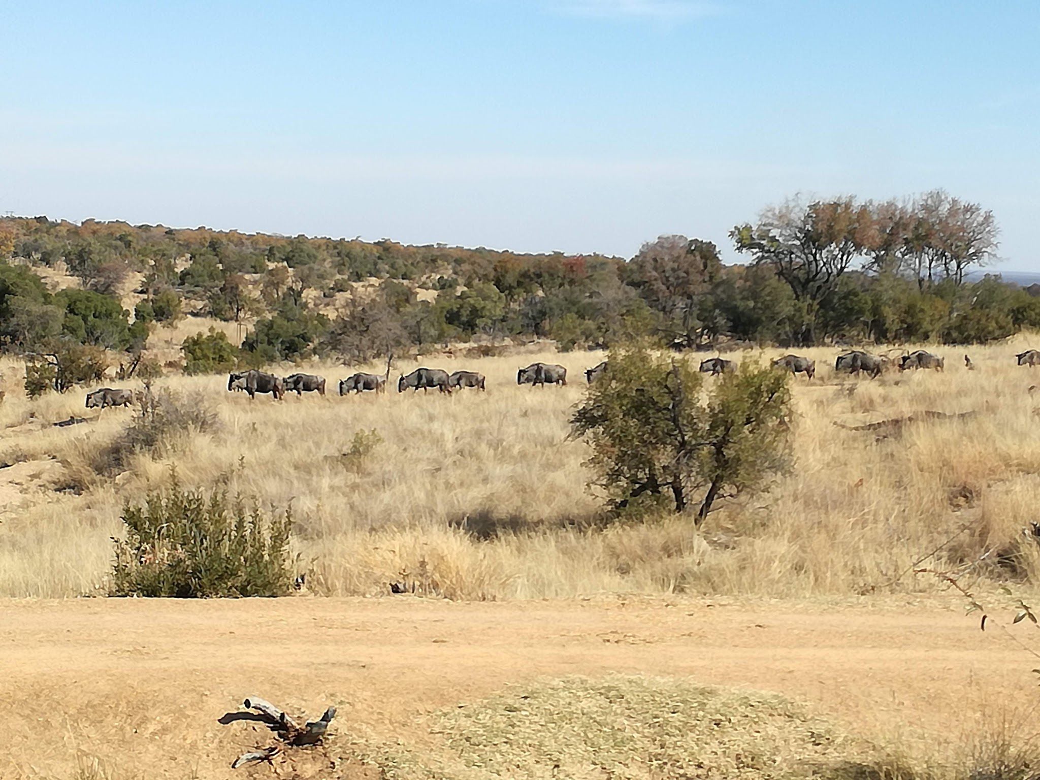  Adventures With Elephants