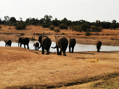  Adventures With Elephants