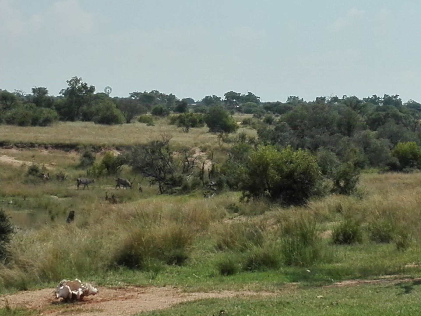  Adventures With Elephants