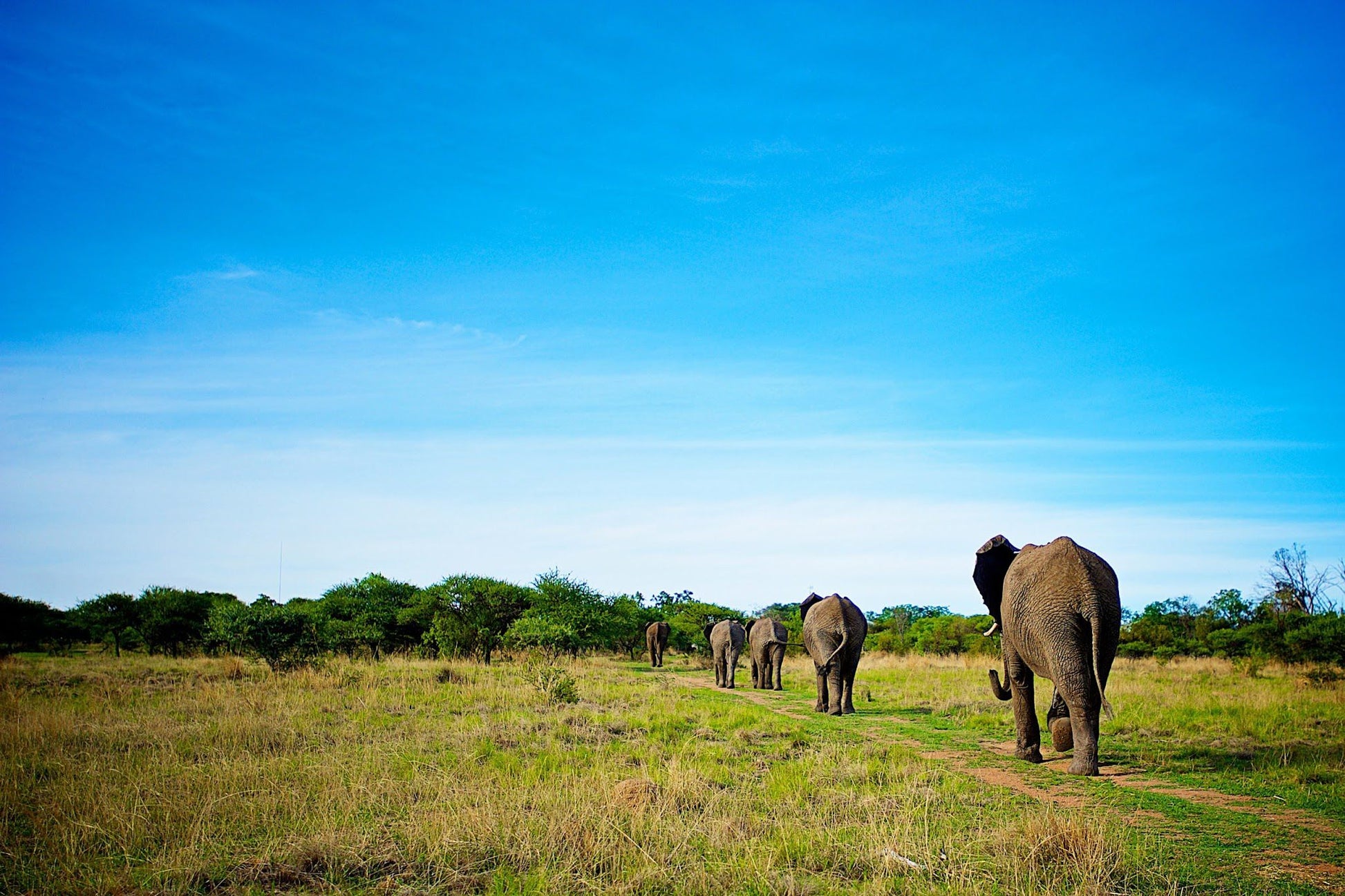  Adventures With Elephants