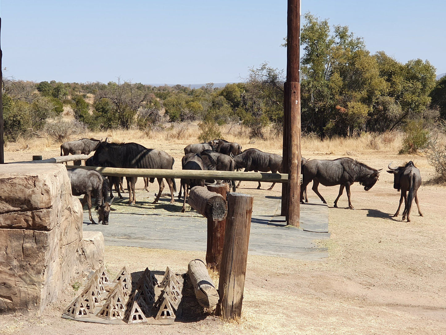  Adventures With Elephants