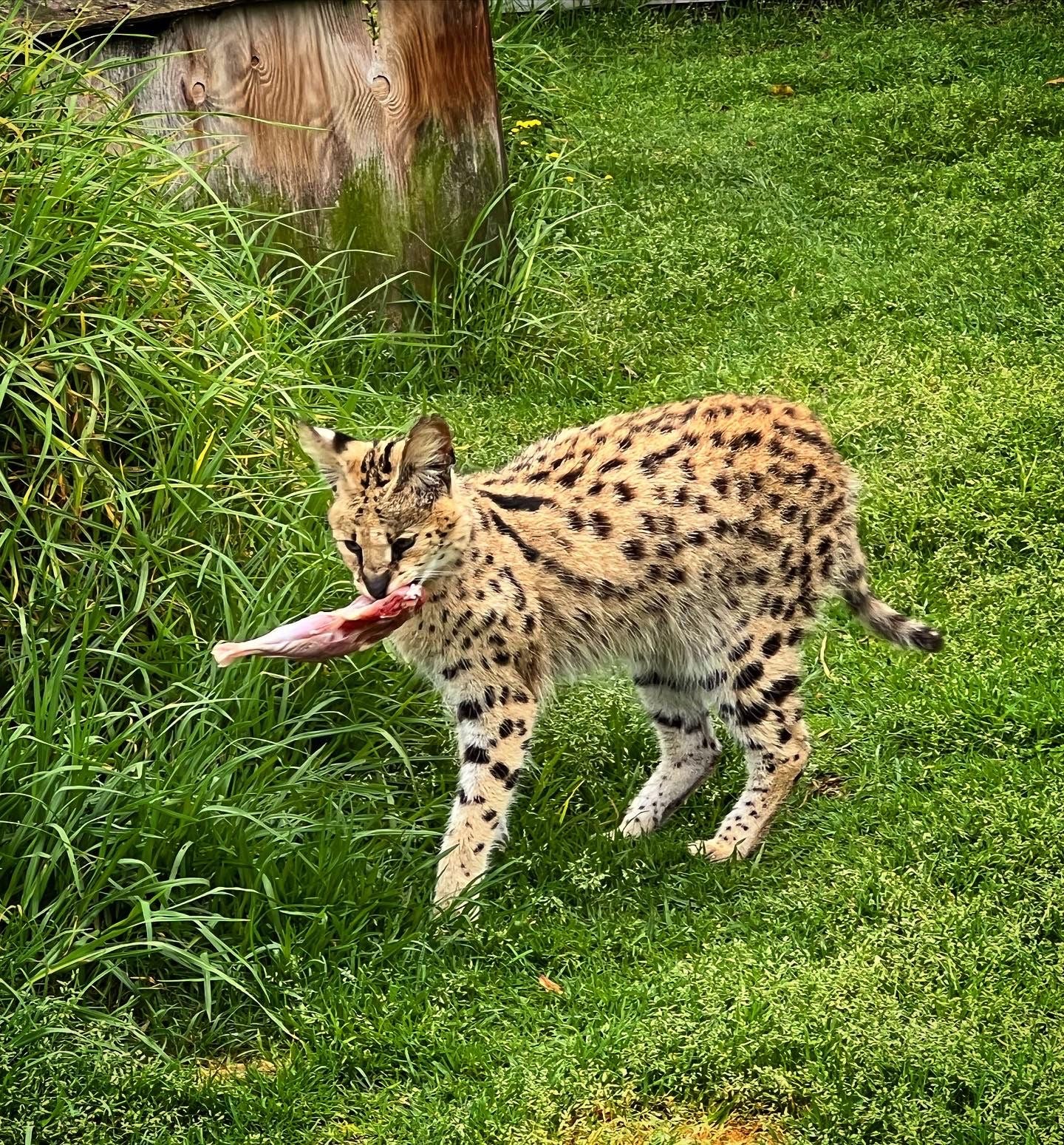  African Dawn Wildlife Sanctuary