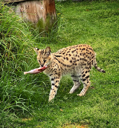  African Dawn Wildlife Sanctuary