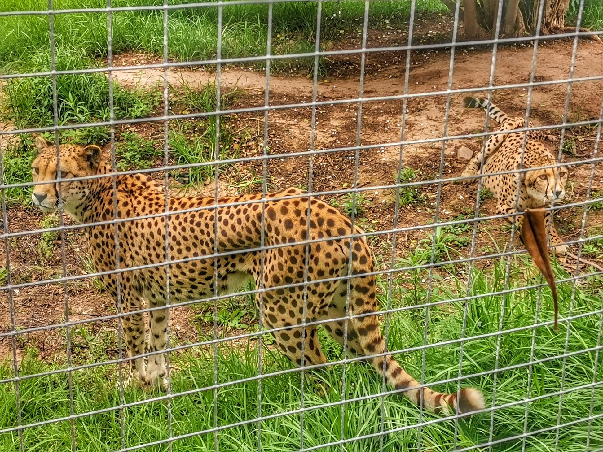  African Dawn Wildlife Sanctuary