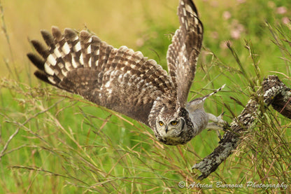  African Raptor Centre