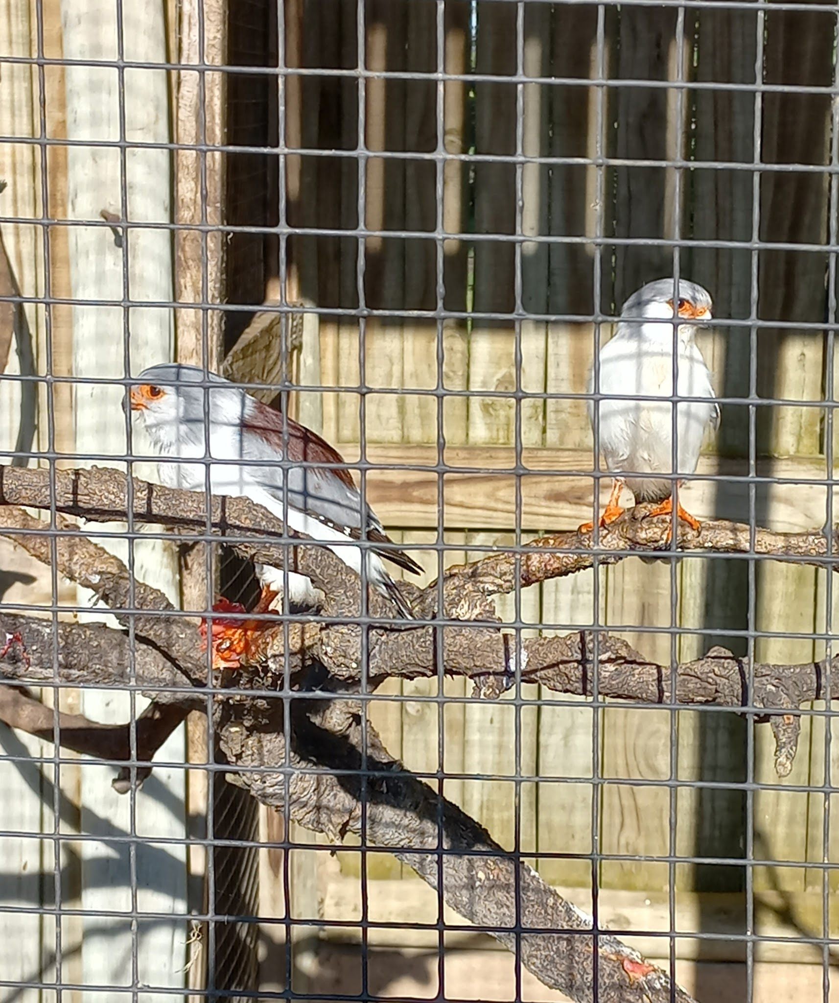  African Raptor Centre