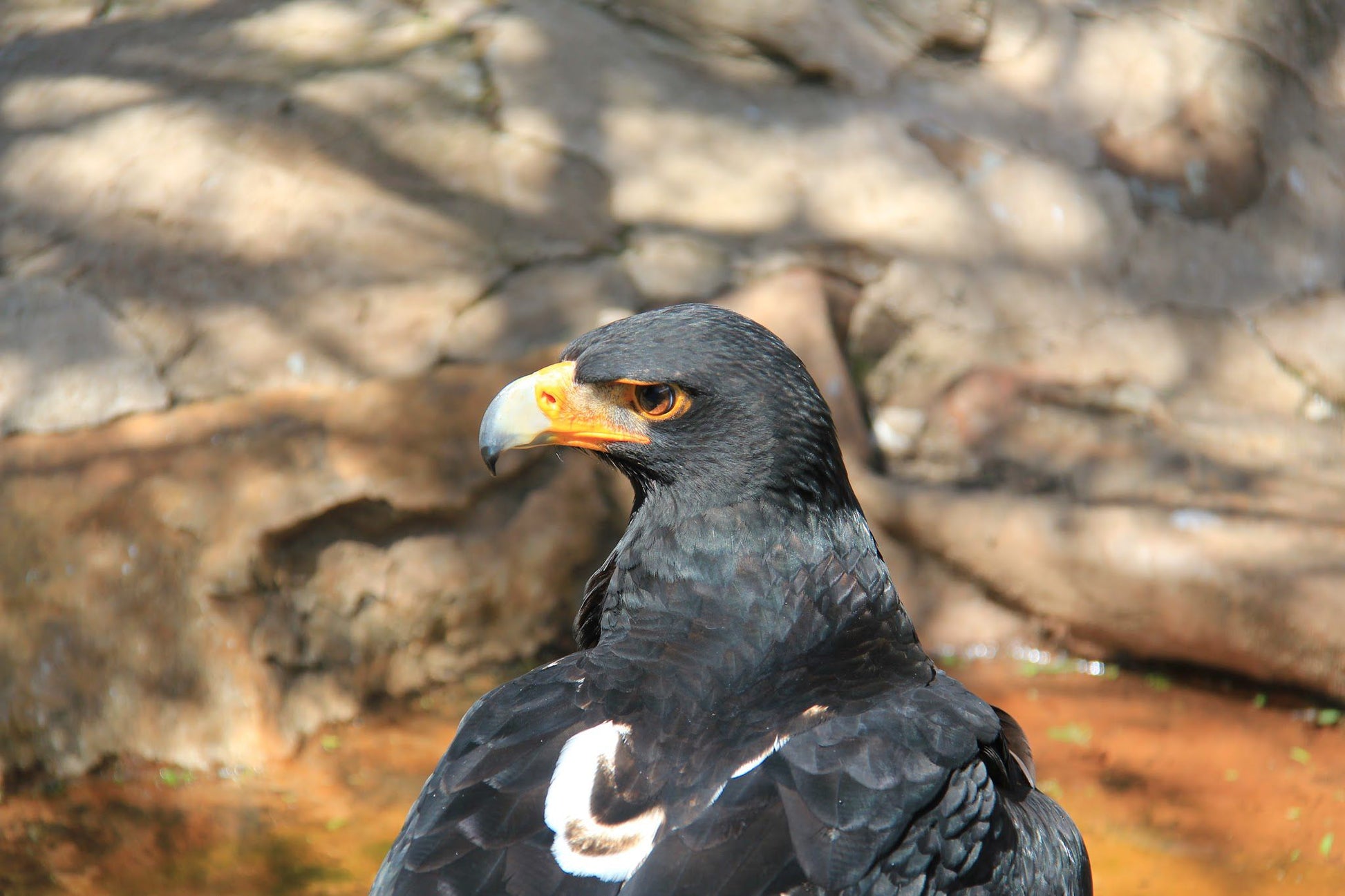  African Raptor Centre