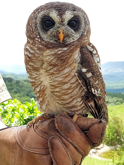  African Raptor Centre