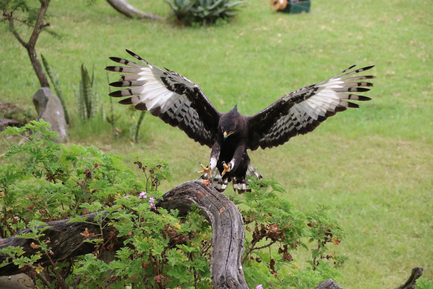  African Raptor Centre