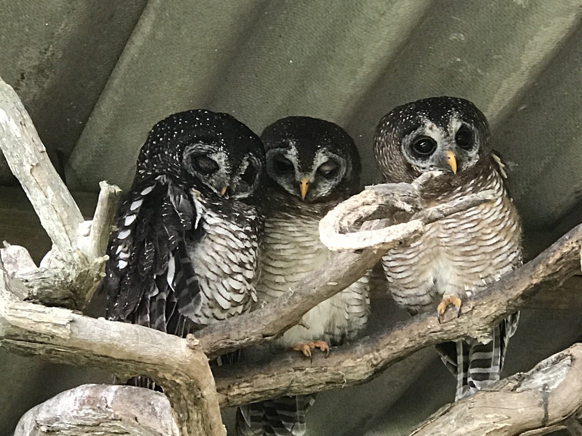  African Raptor Centre