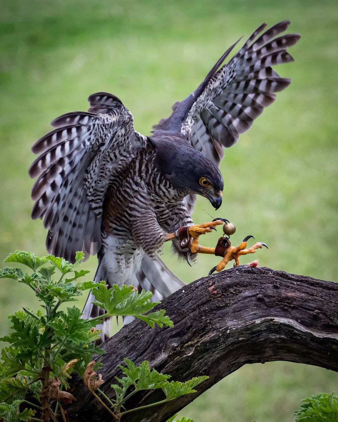  African Raptor Centre