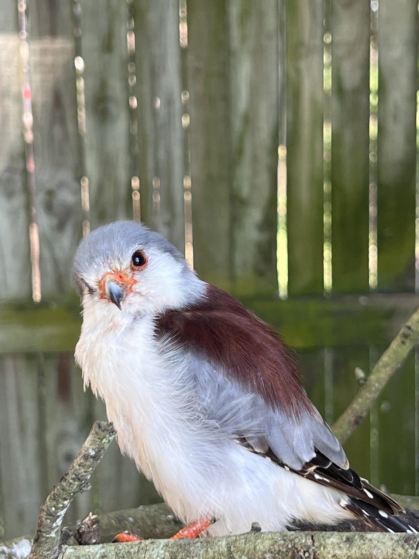  African Raptor Centre