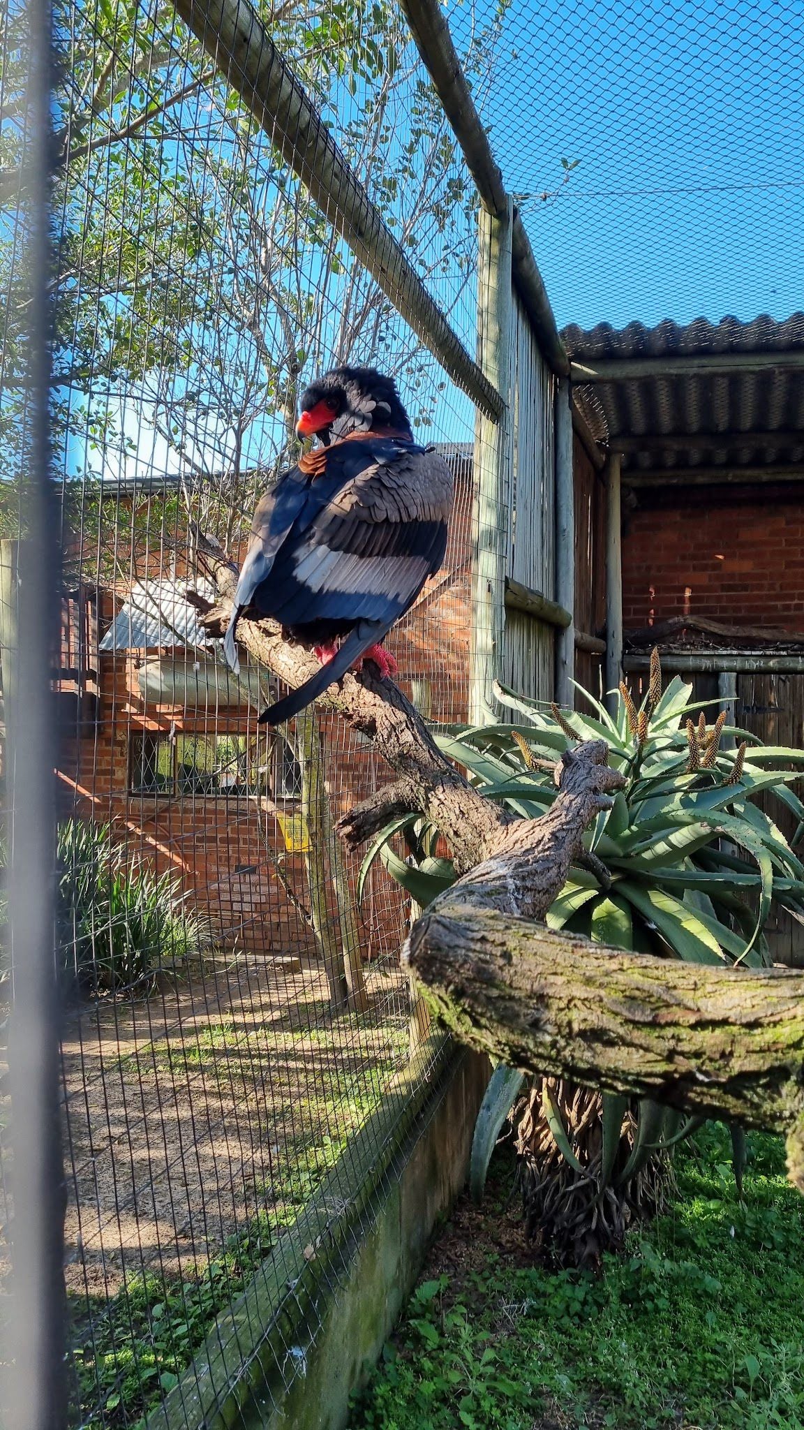  African Raptor Centre