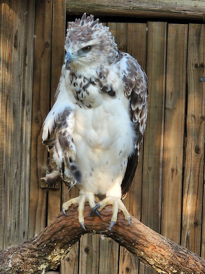  African Raptor Centre