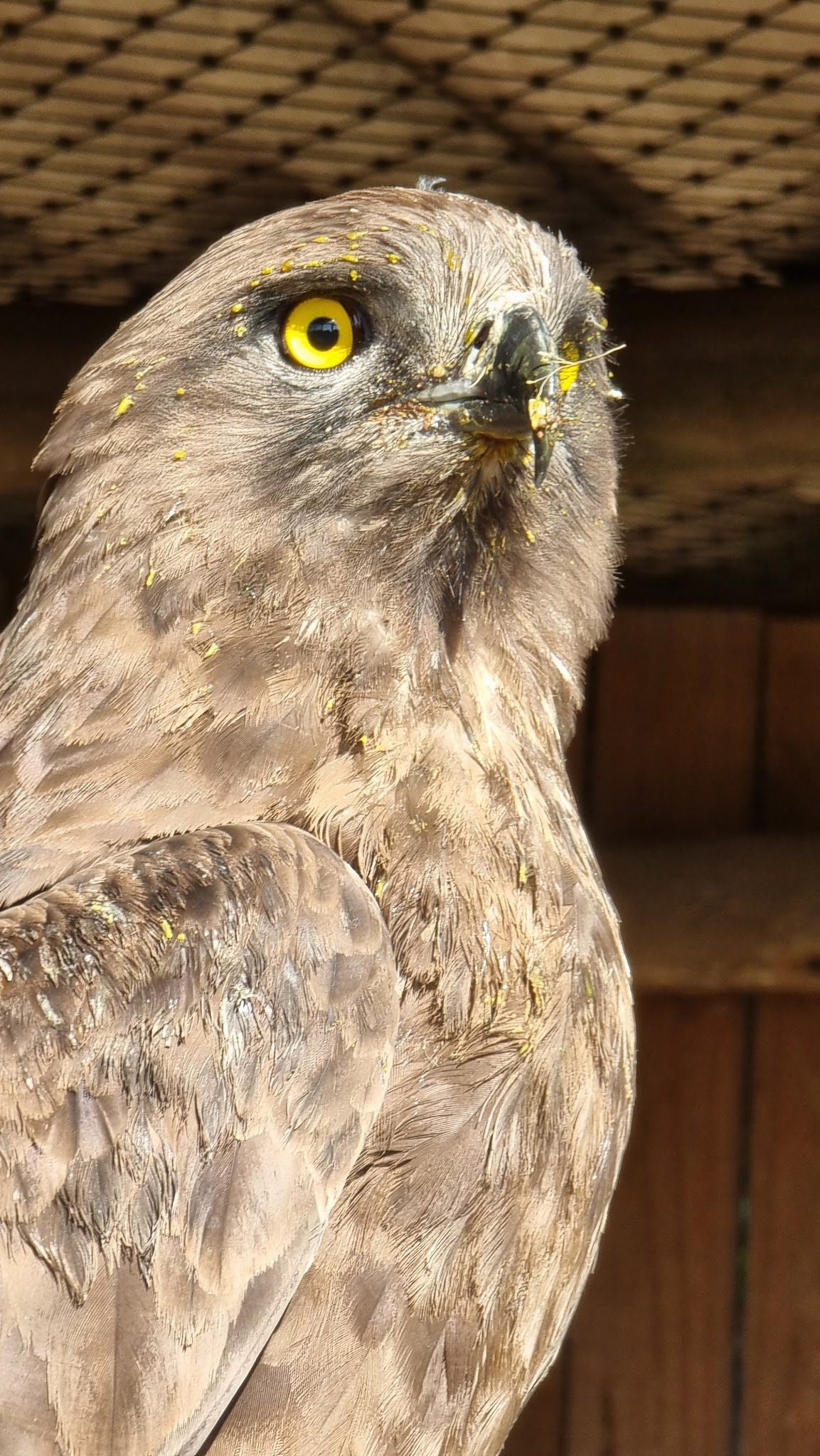  African Raptor Centre