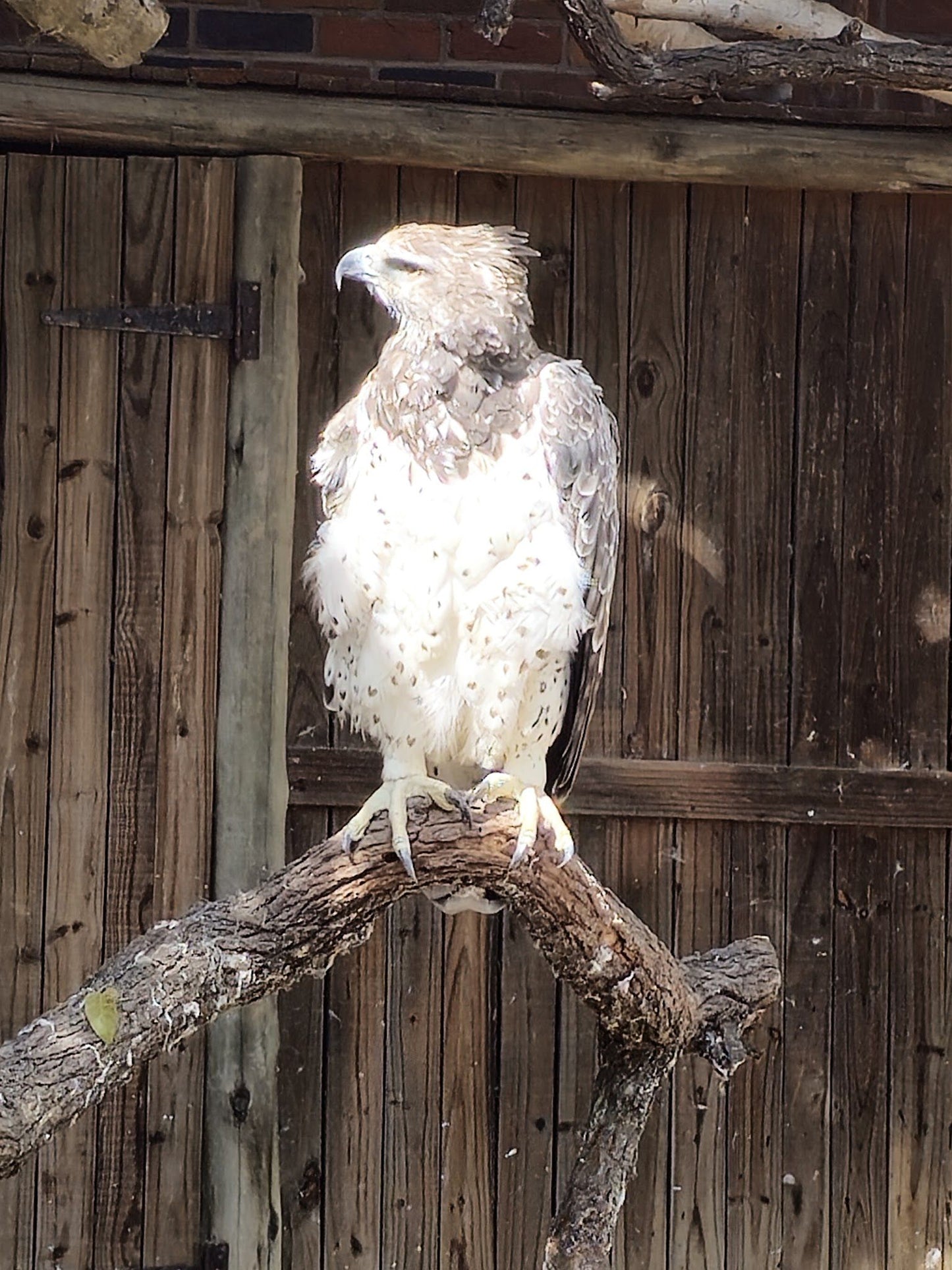  African Raptor Centre