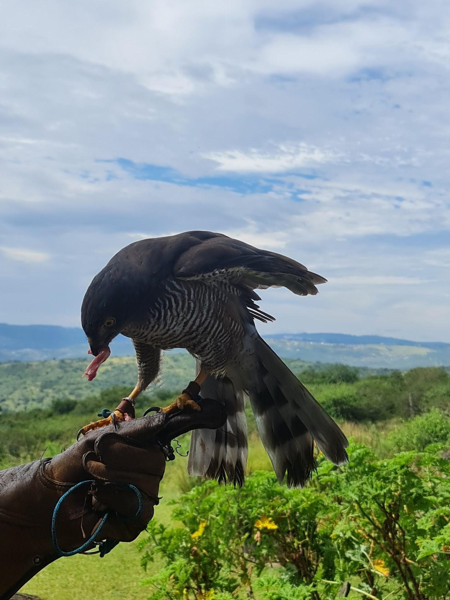  African Raptor Centre