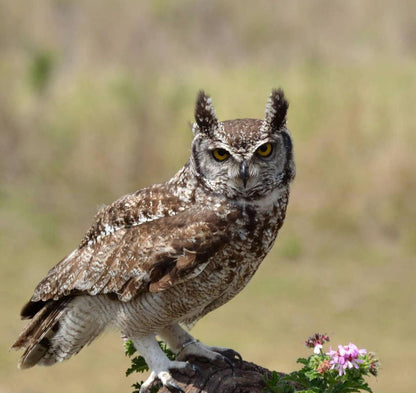  African Raptor Centre