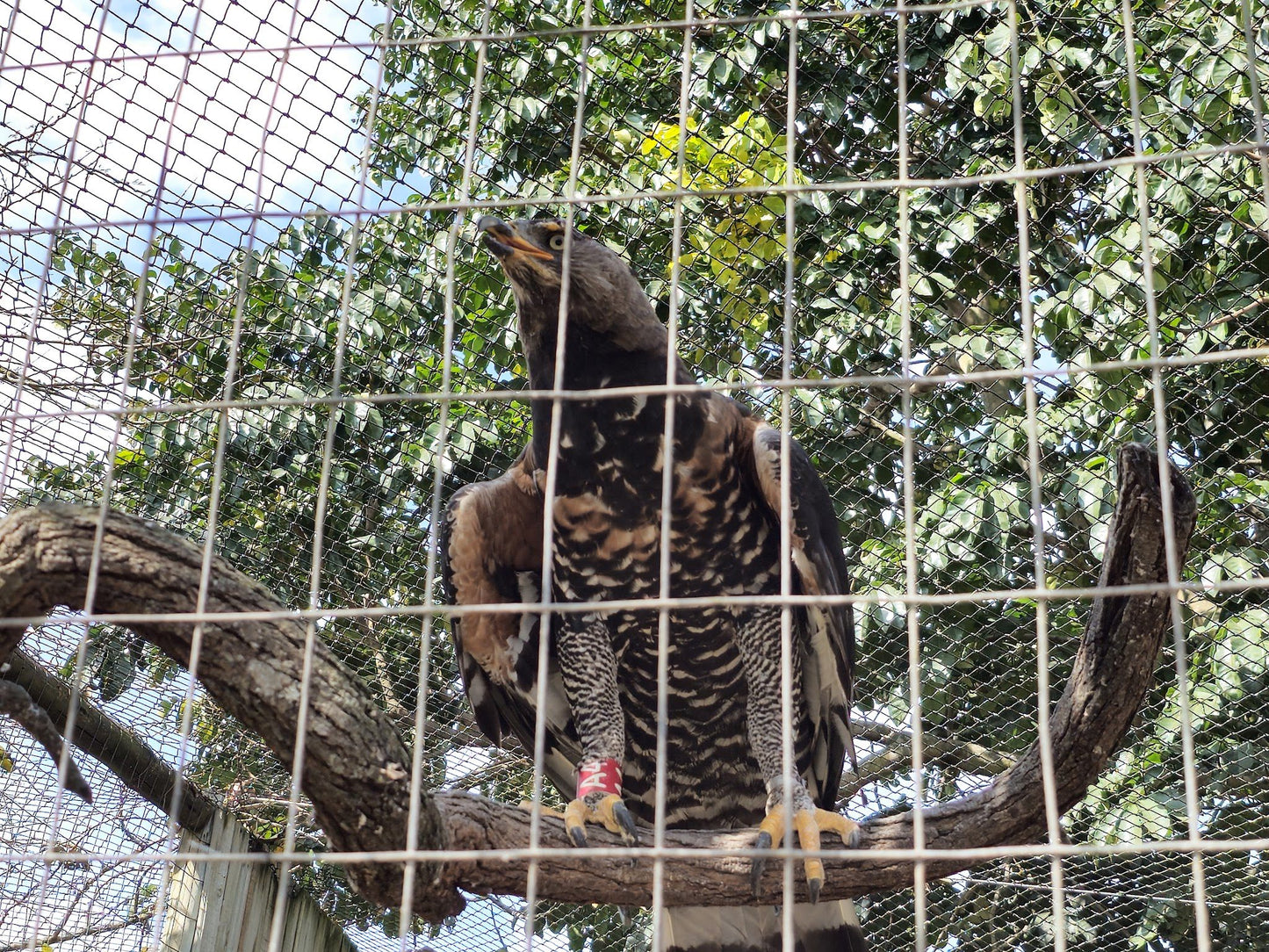  African Raptor Centre