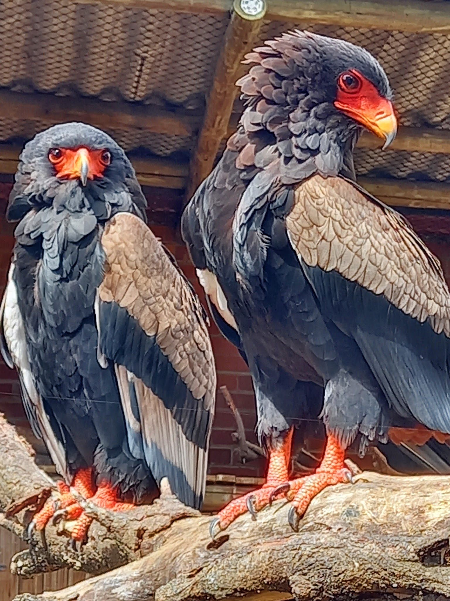  African Raptor Centre