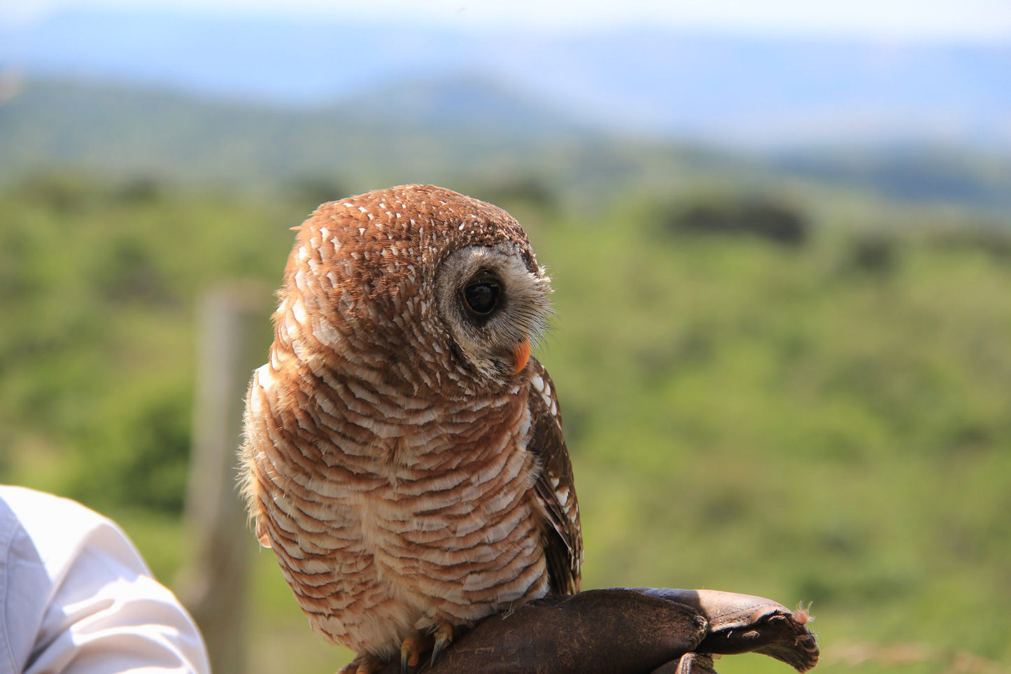  African Raptor Centre