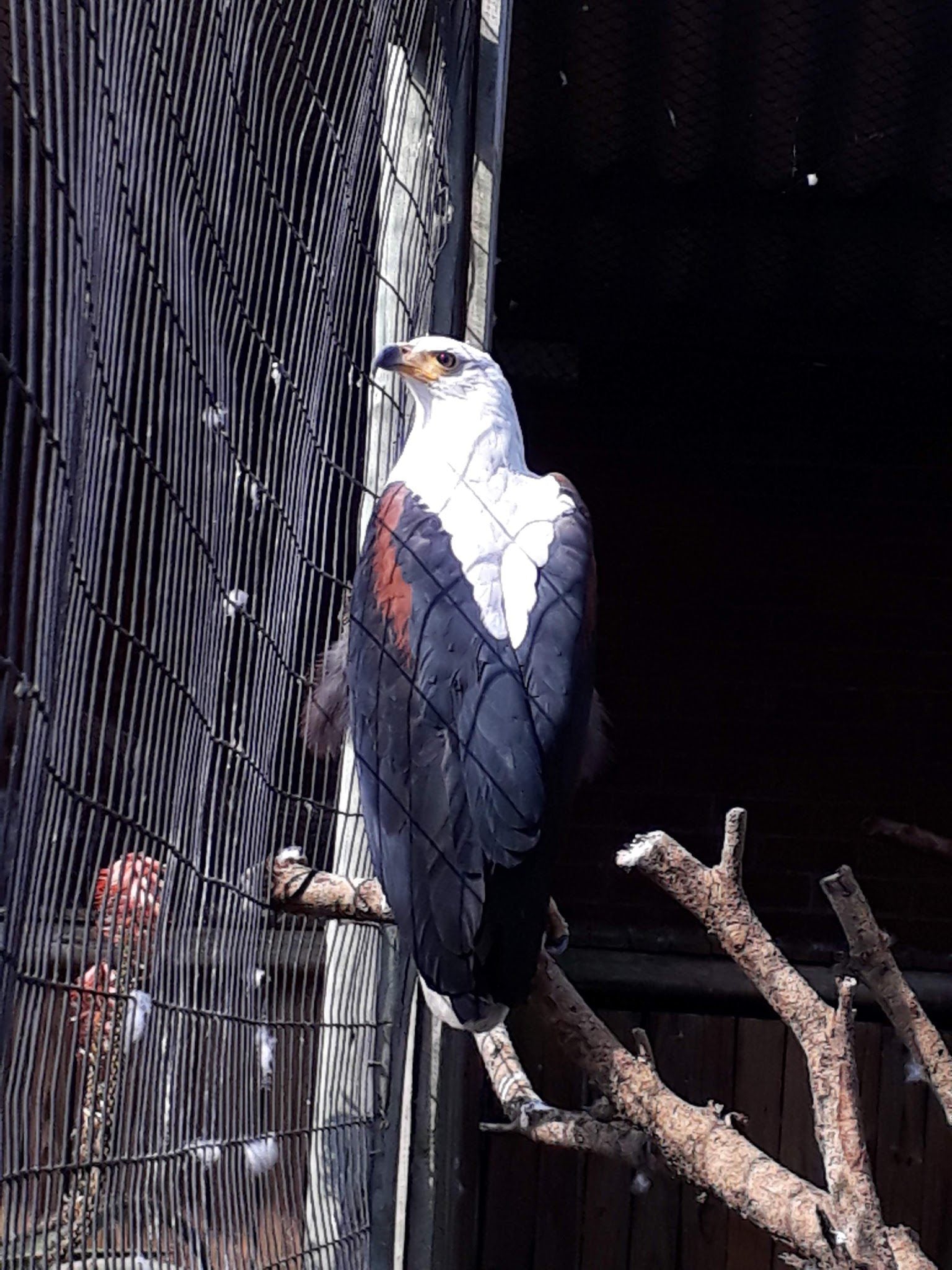  African Raptor Centre