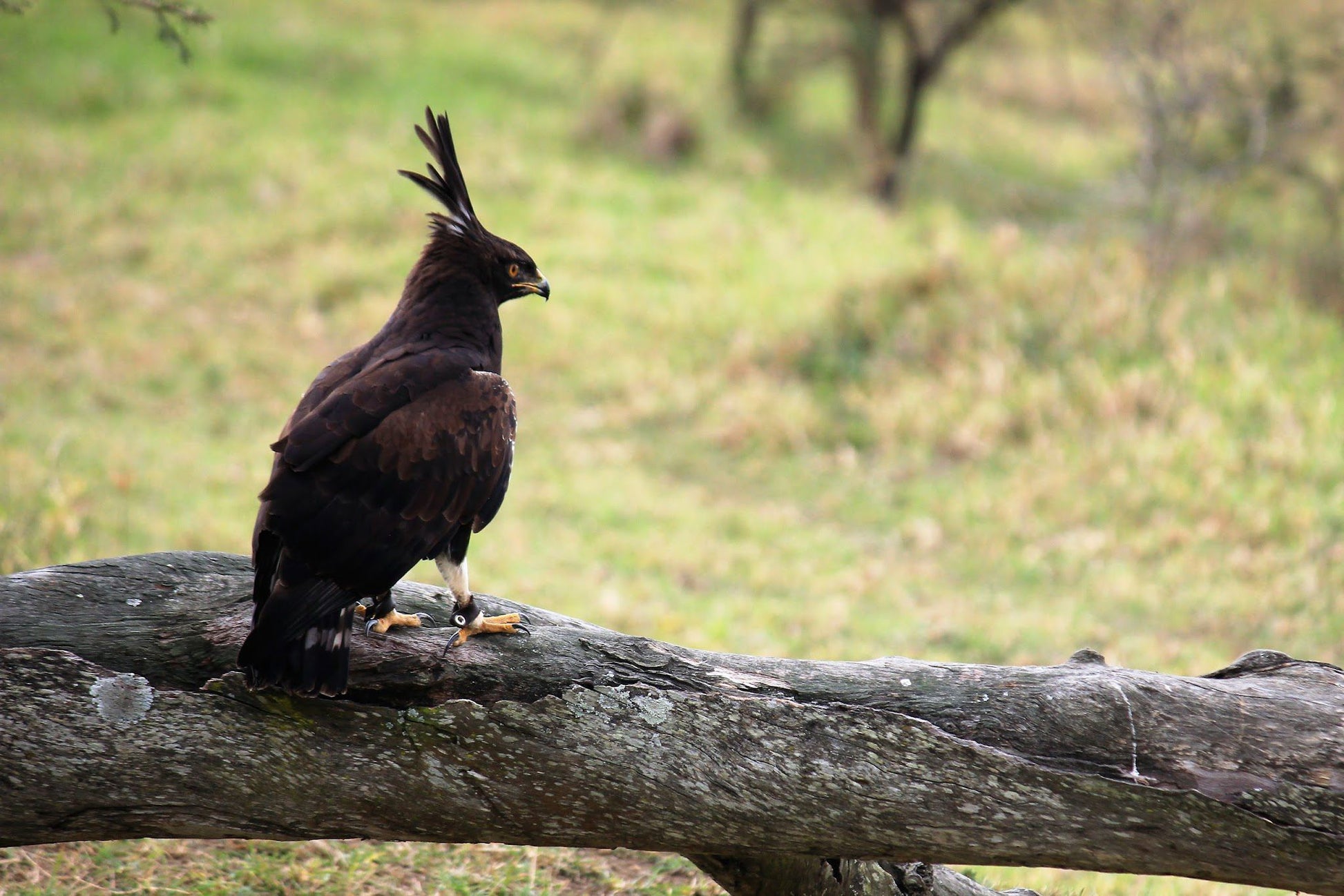  African Raptor Centre