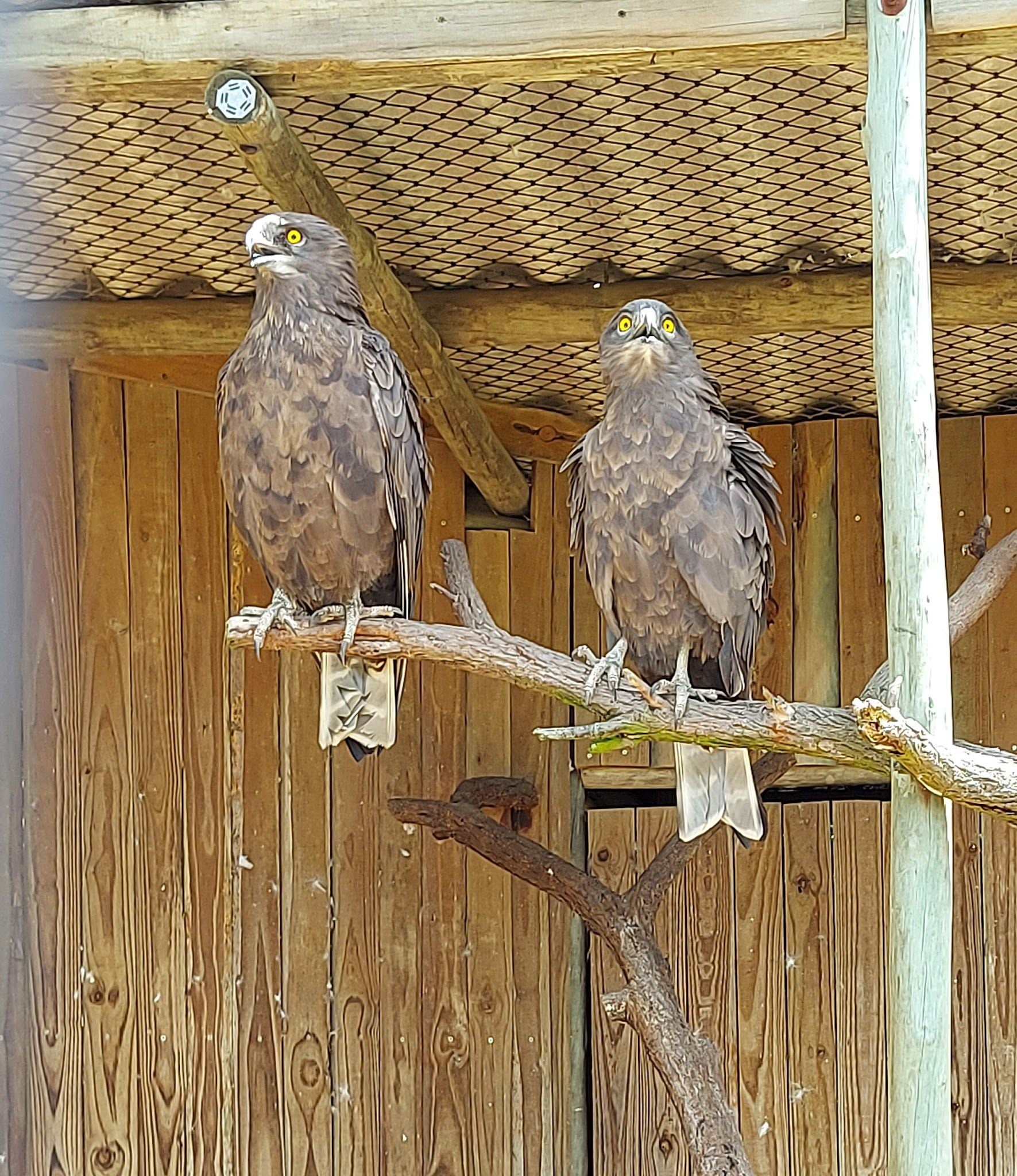  African Raptor Centre