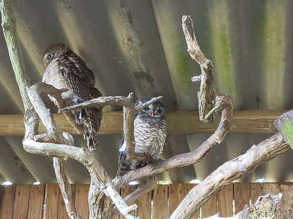  African Raptor Centre