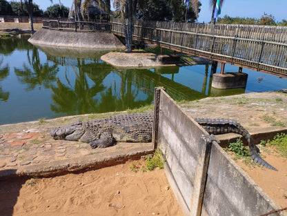  Agatha Crocodile Ranch