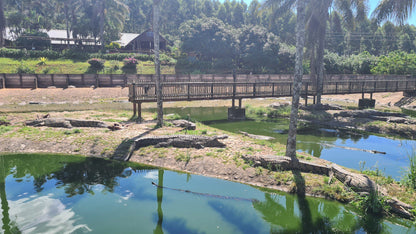  Agatha Crocodile Ranch