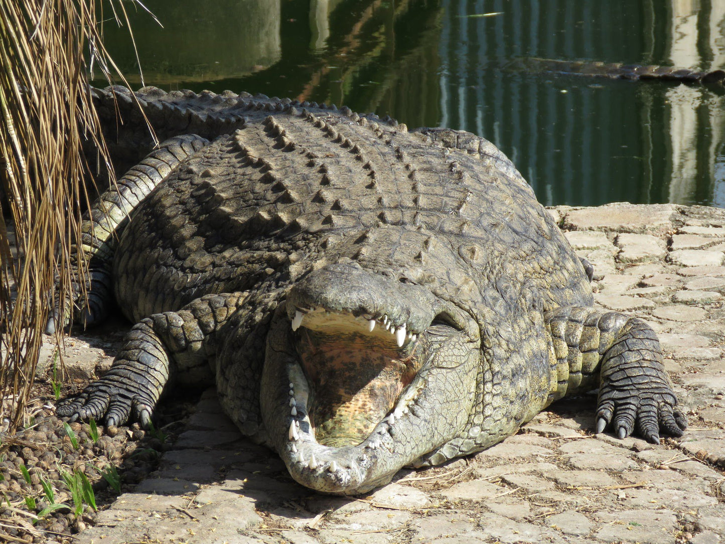  Agatha Crocodile Ranch