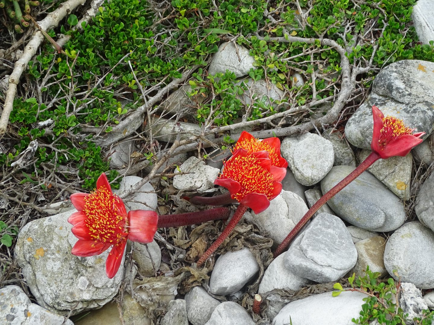  Agulhas National Park