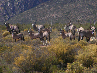  Anysberg Nature Reserve