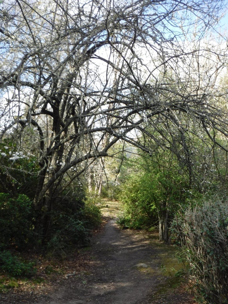  Arboretum Hogsback