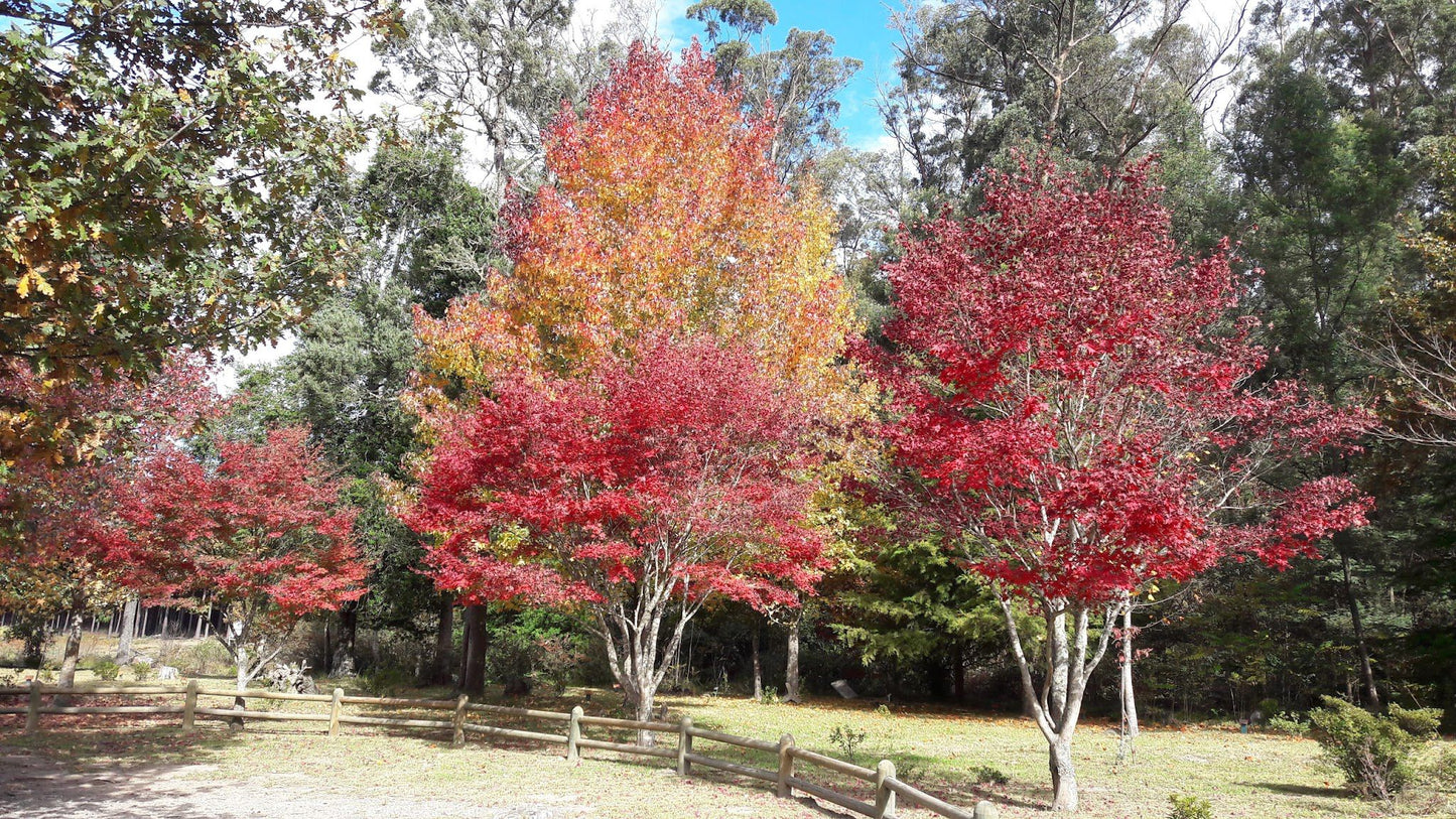  Arboretum Hogsback