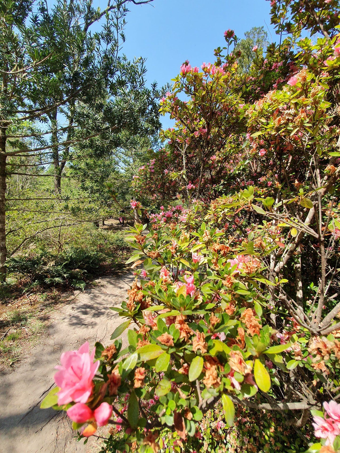  Arboretum Hogsback