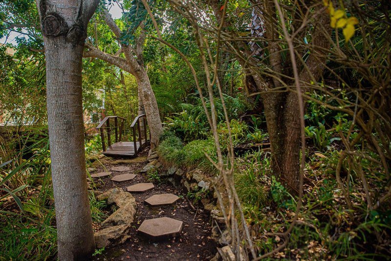 Arendsnes Wilderness Western Cape South Africa Forest, Nature, Plant, Tree, Wood, Garden