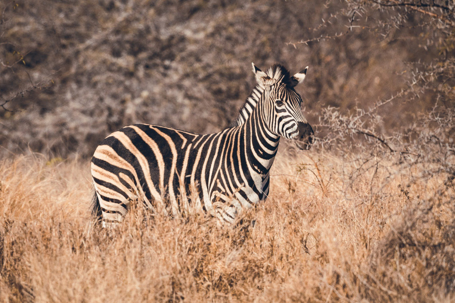  Askari Wilderness Conservation Programme