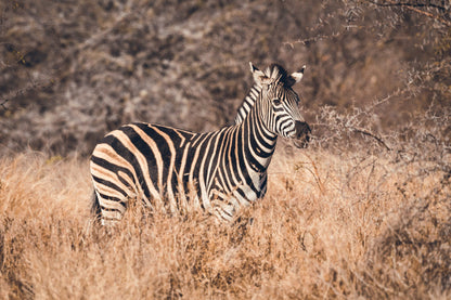  Askari Wilderness Conservation Programme