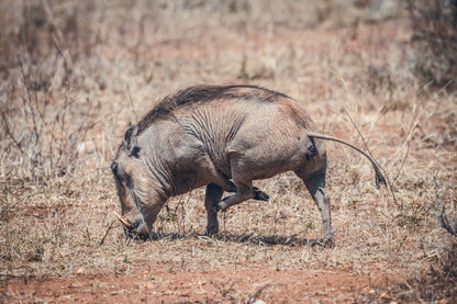  Askari Wilderness Conservation Programme