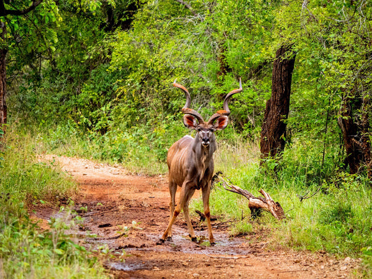  Askari Wilderness Conservation Programme