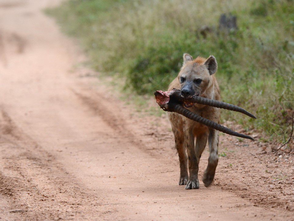  Askari Wilderness Conservation Programme