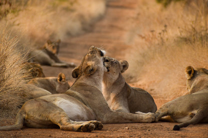  Askari Wilderness Conservation Programme